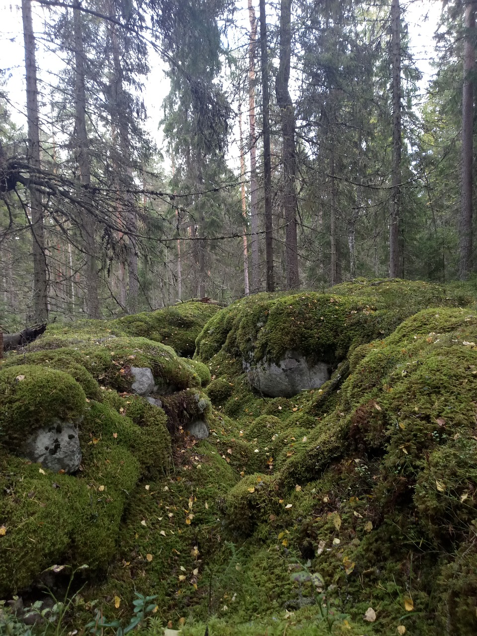 nature  forest  moss free photo