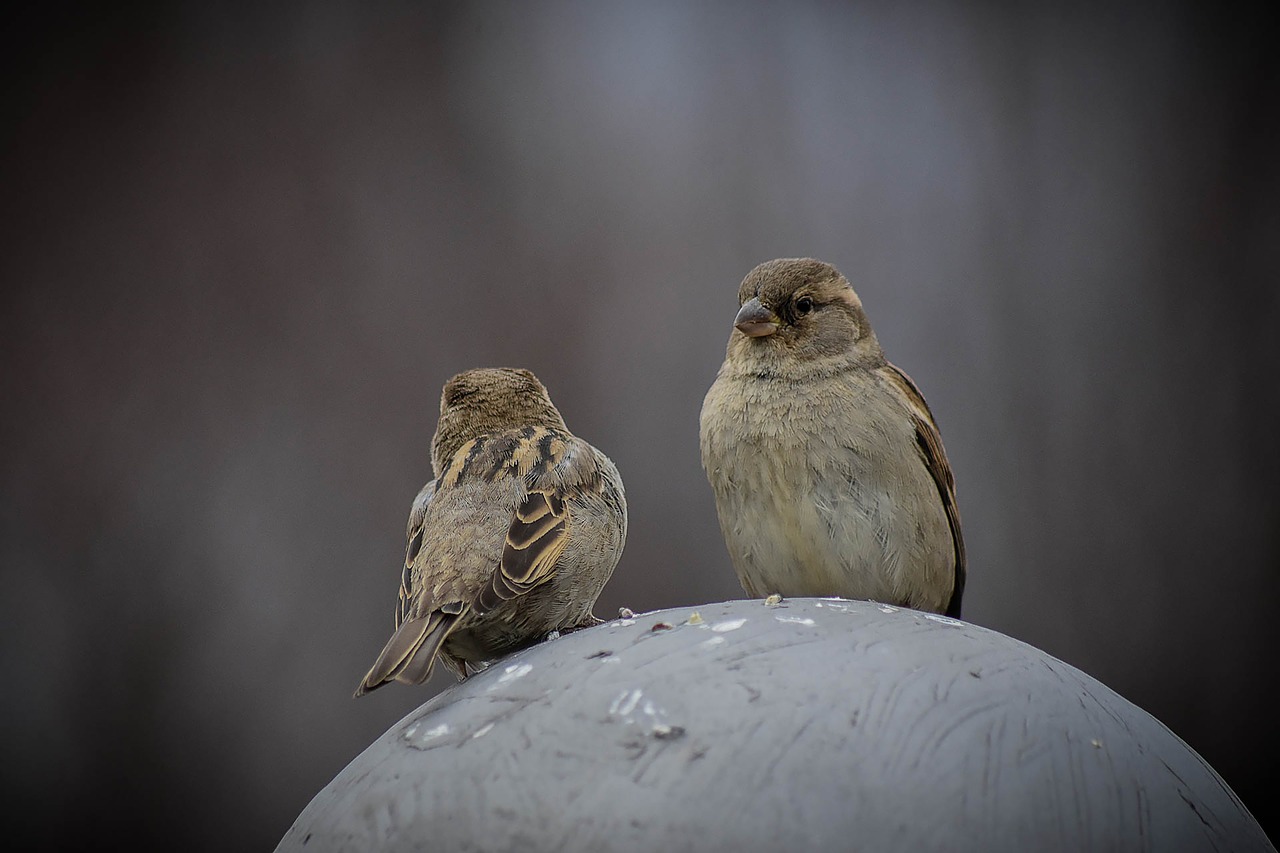 nature  bird  animal free photo