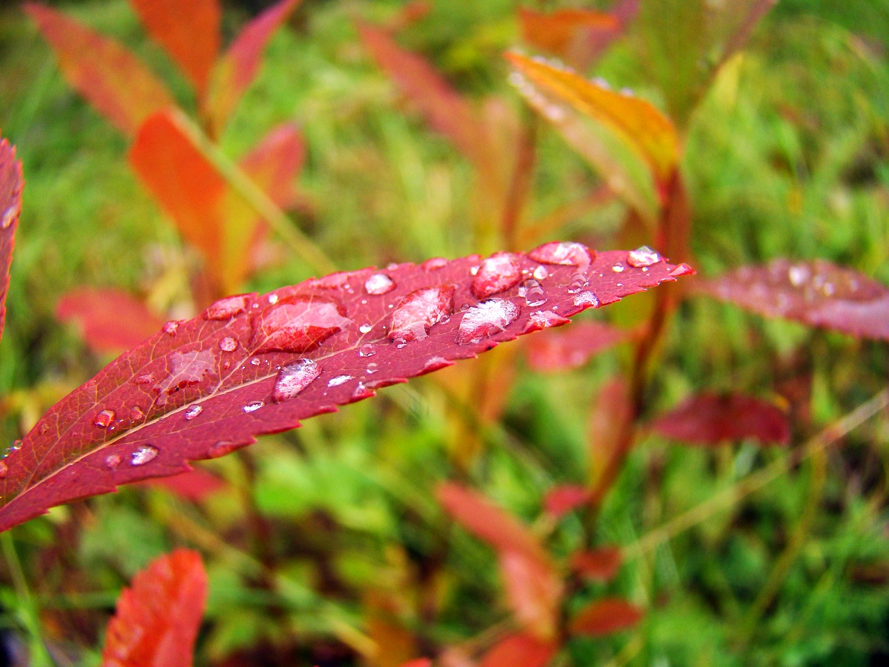 nature  plants  autumn free photo