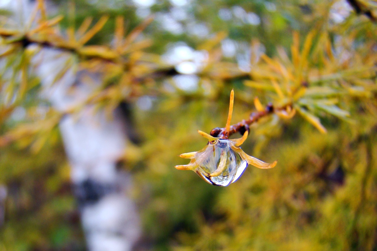 nature  plants  autumn free photo