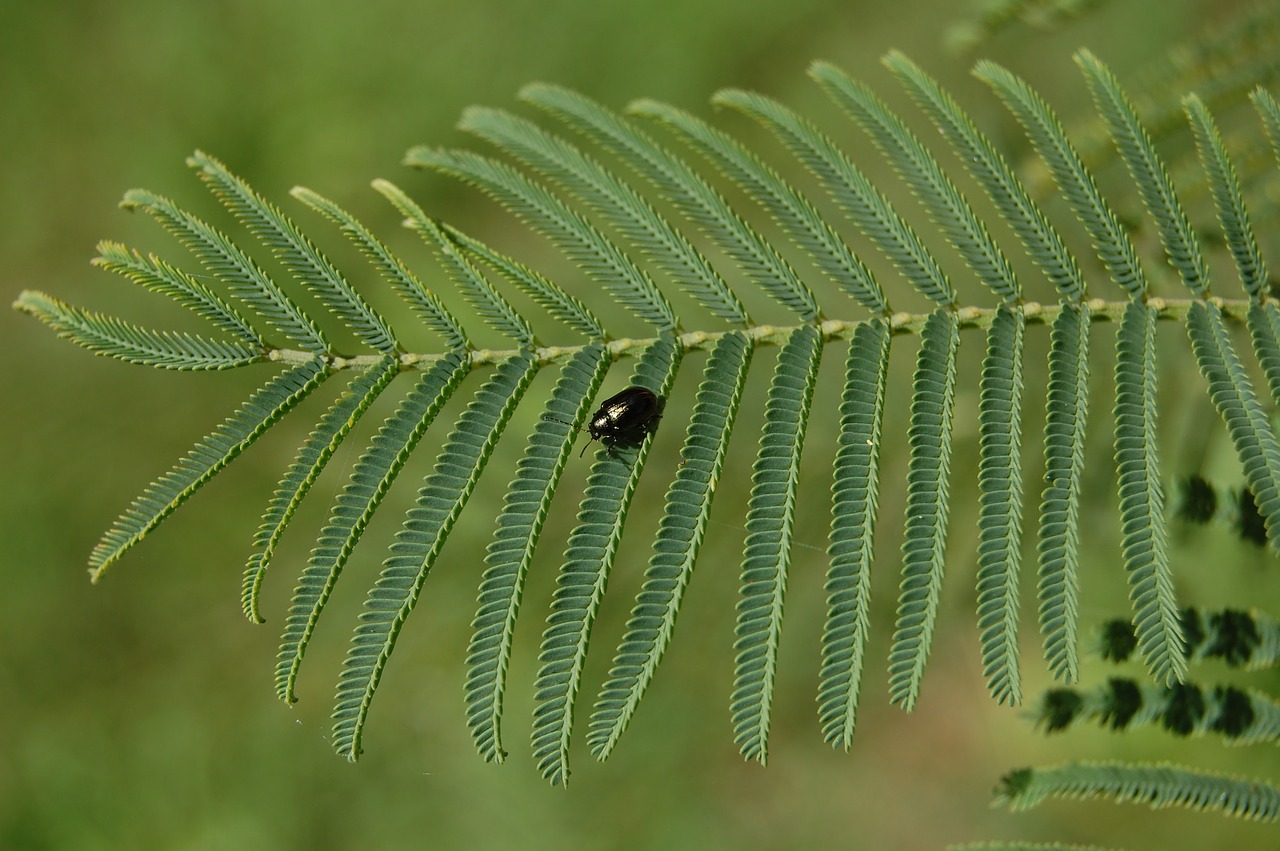 nature  insect  leaf free photo