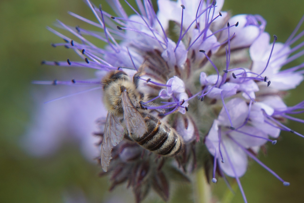 nature  bee  wasp free photo