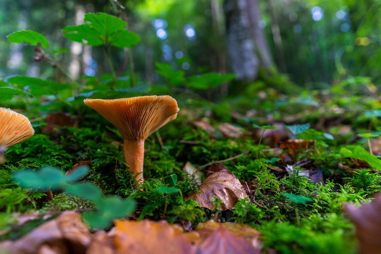 nature  mushroom  autumn free photo