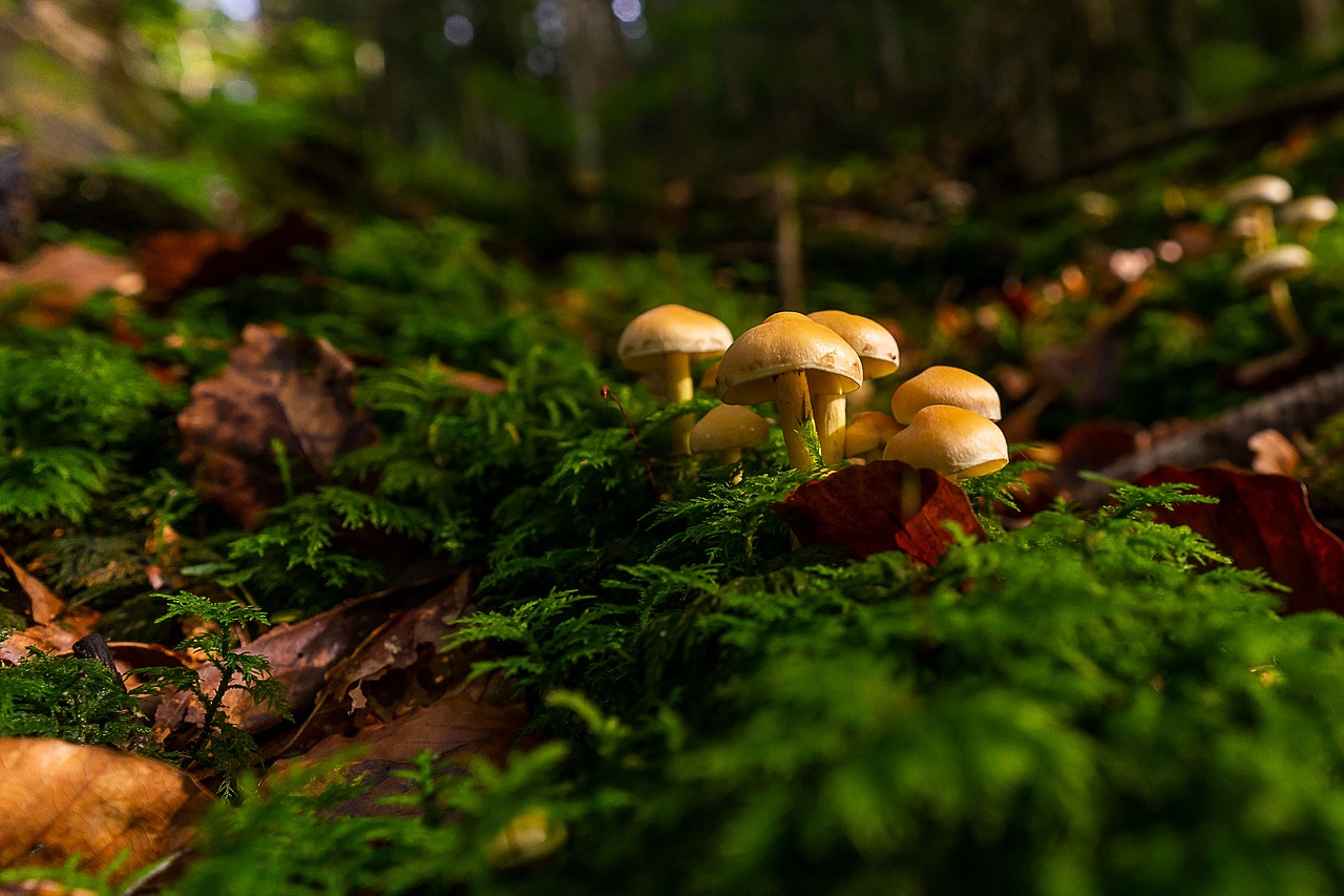 nature  mushrooms  autumn free photo