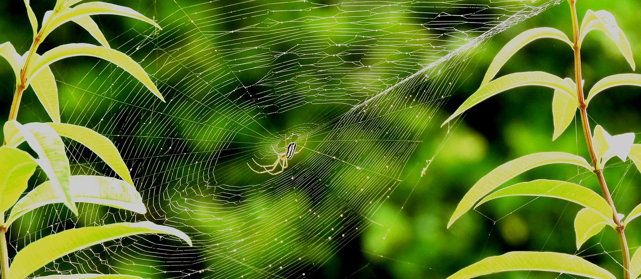 nature  web  spider free photo