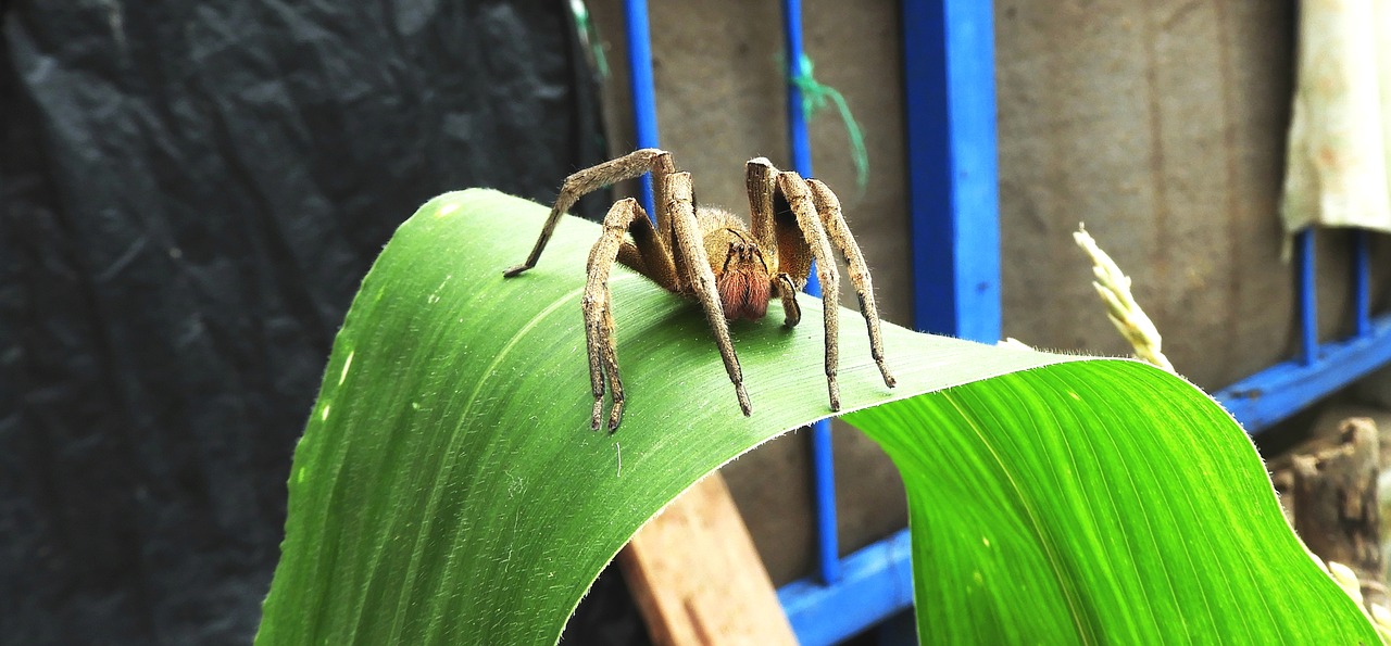 nature  garden  spider free photo