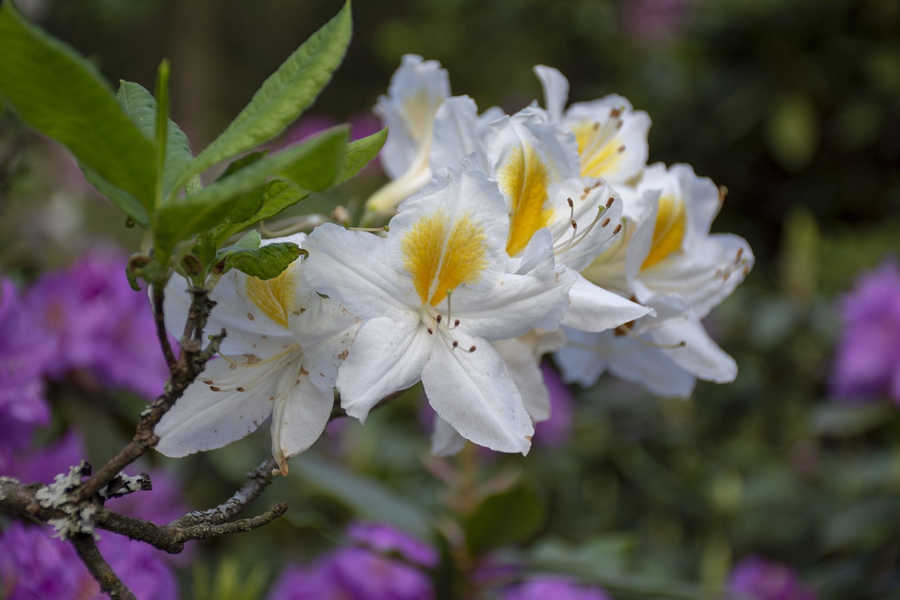 nature  flower  flowering free photo