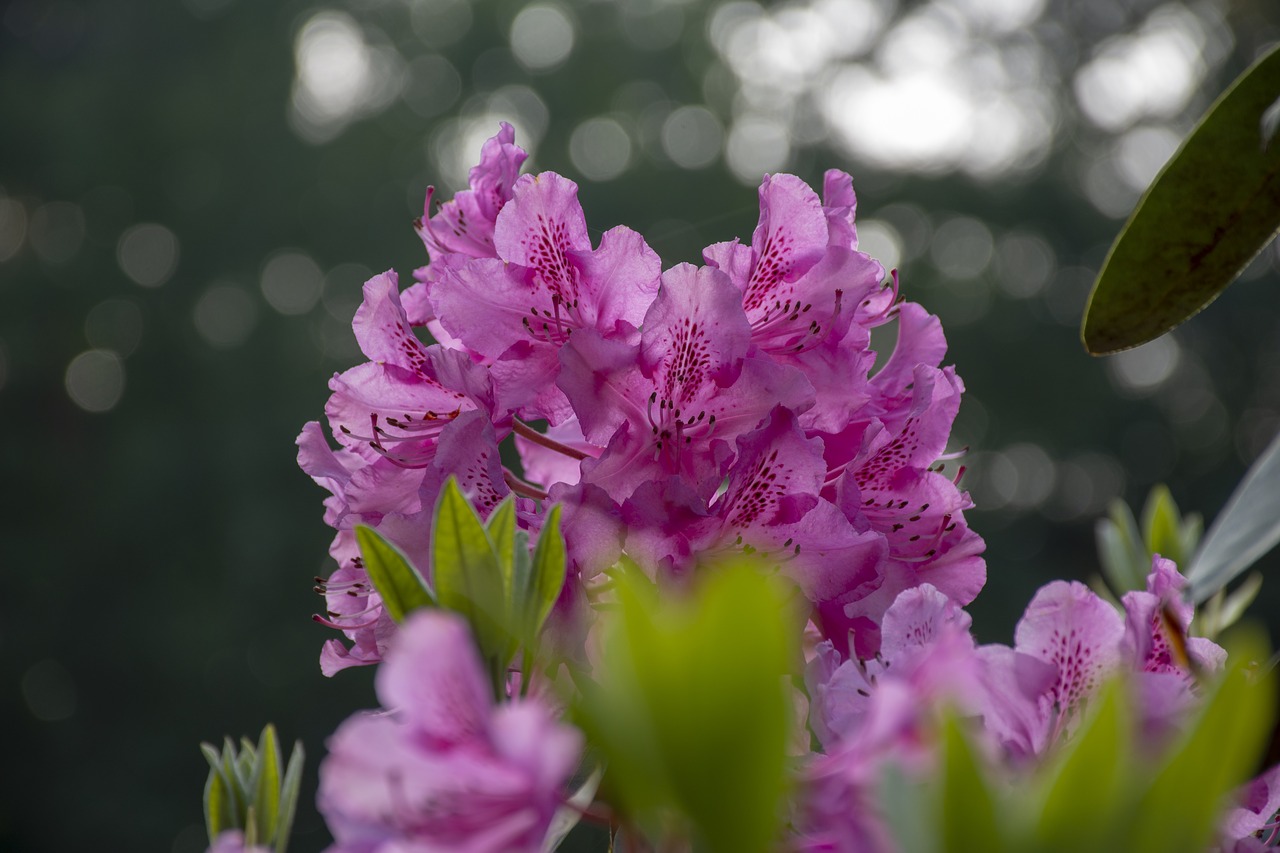 nature  flower  flowering free photo