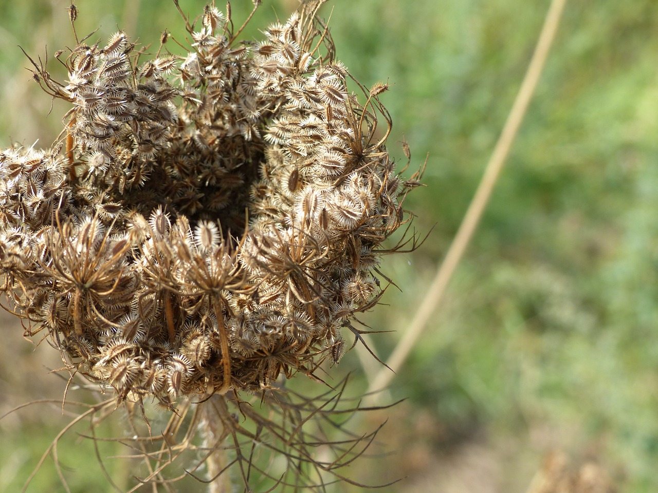 nature  autumn  grass free photo