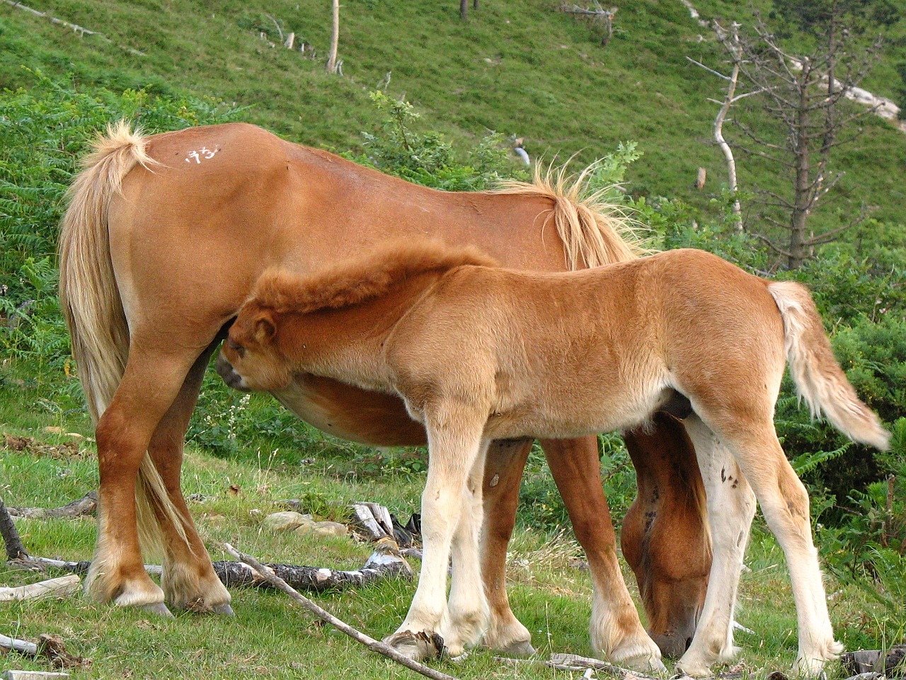 nature horses colt free photo