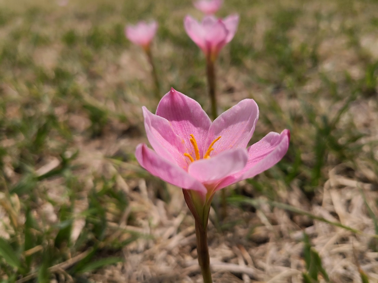 nature  flower  summer free photo