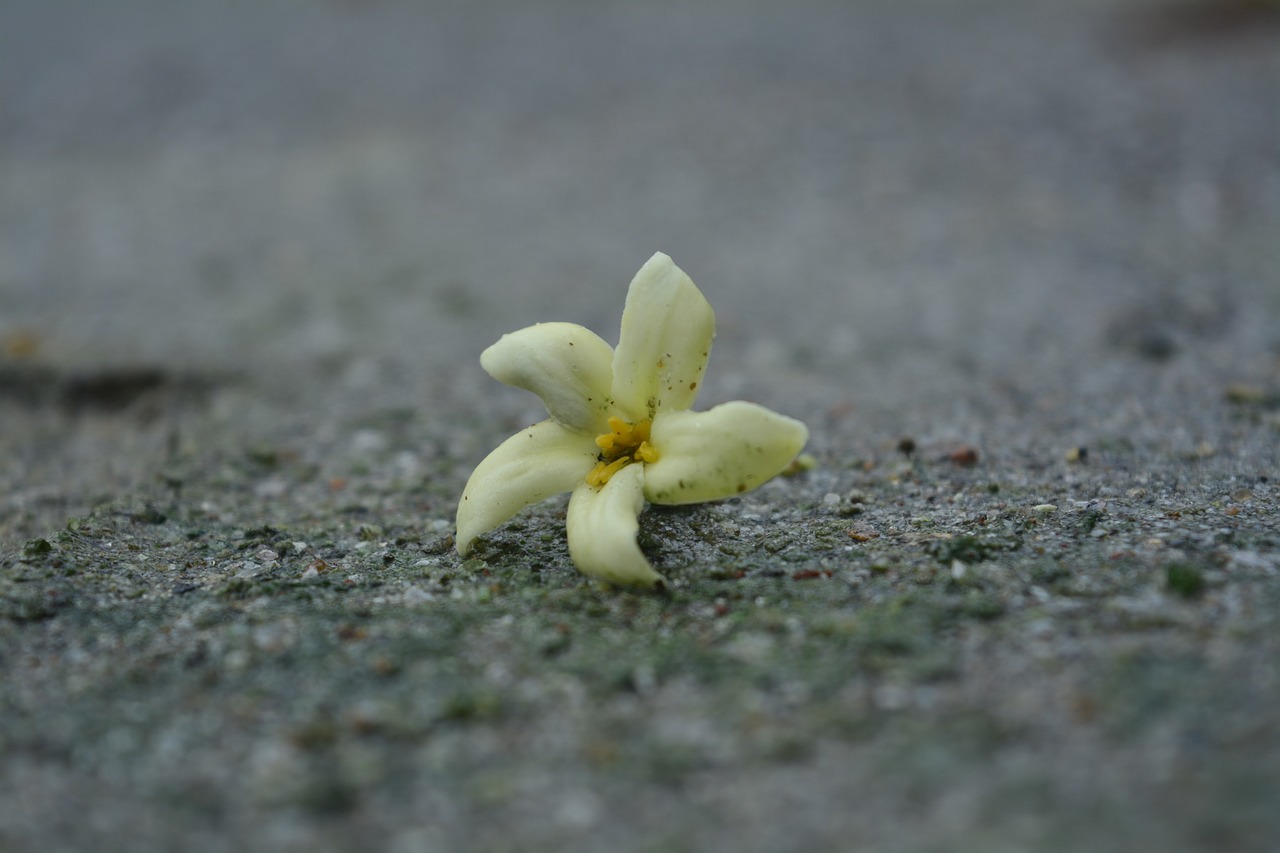 nature  flower  beautiful free photo