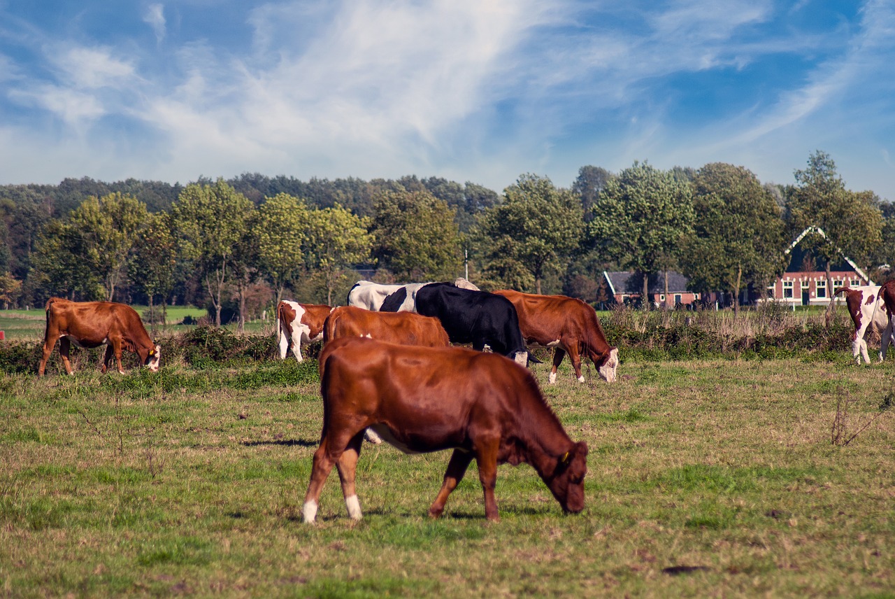 nature  bull  cow free photo