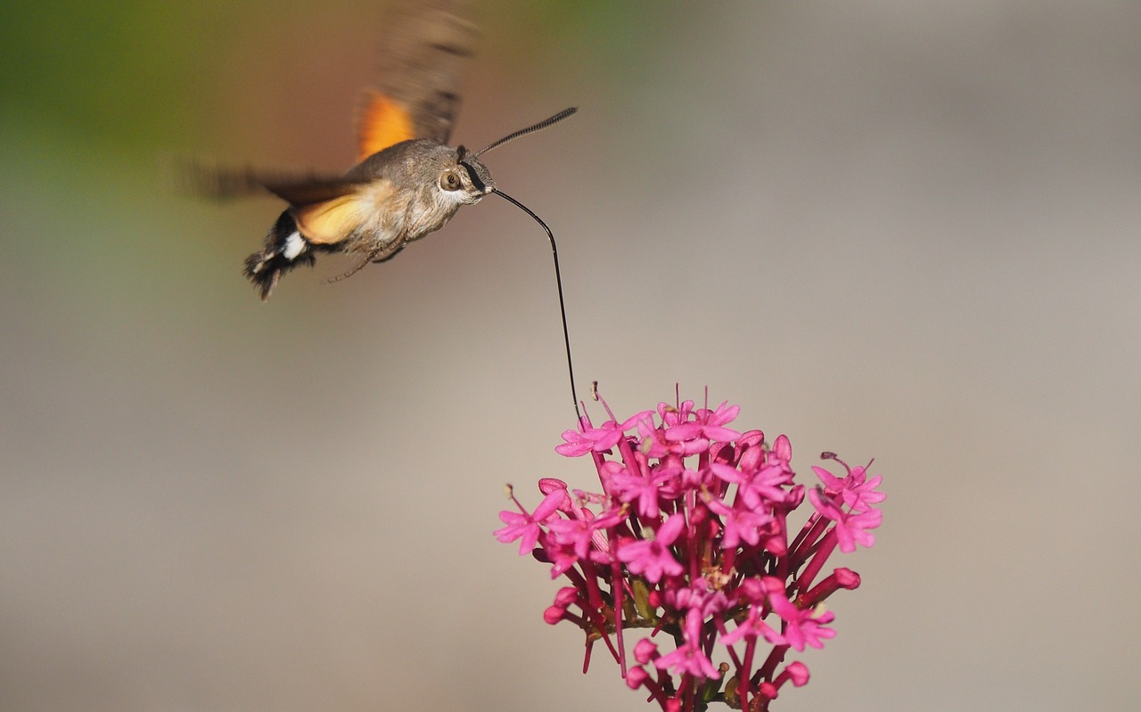 nature  butterfly  sphinx moth free photo