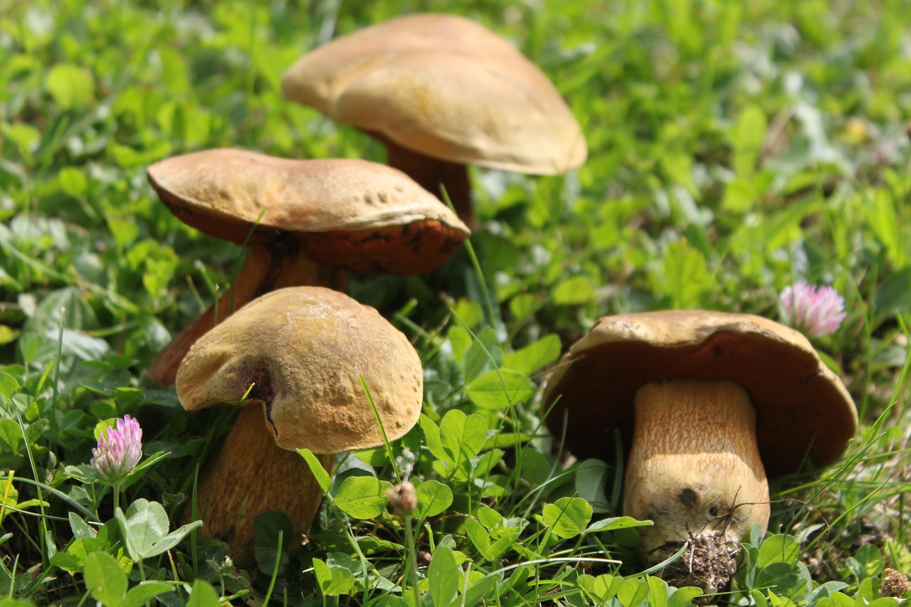 nature  mushrooms  autumn free photo