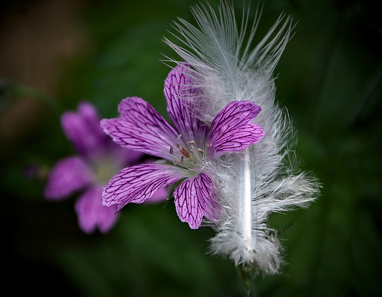 nature  flower  purple free photo