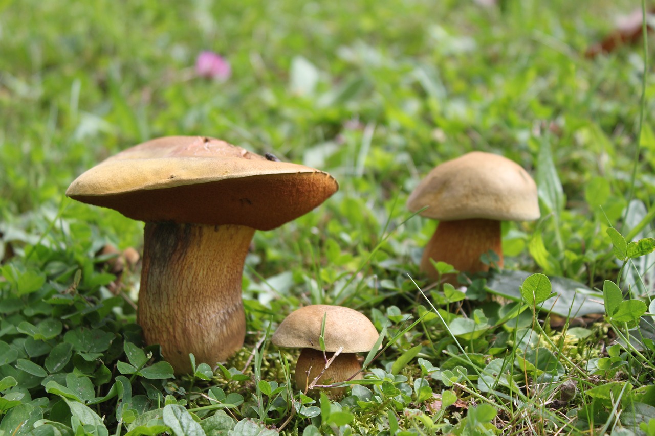 nature  mushrooms  autumn free photo