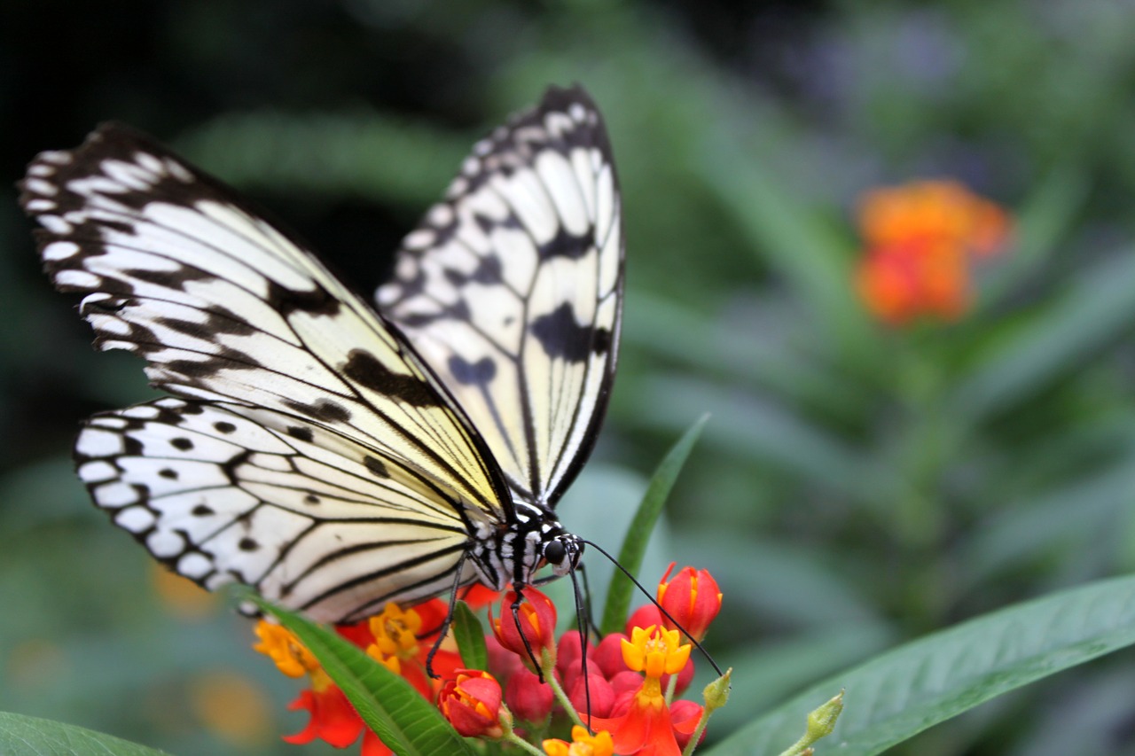 nature  blossom  bloom free photo