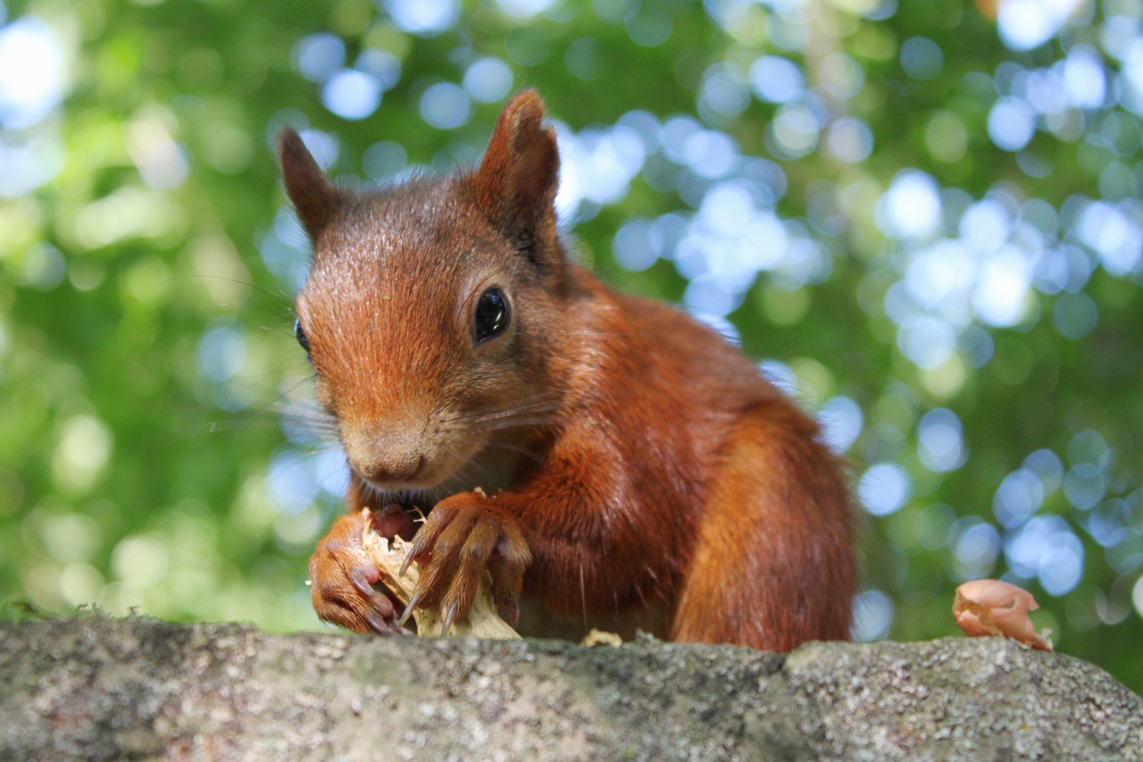 nature  animals  close up free photo