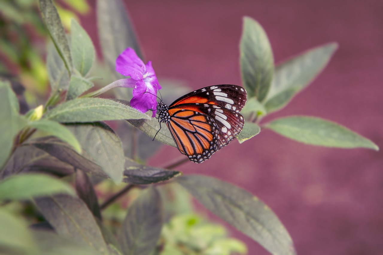 nature  butterfly  insects free photo