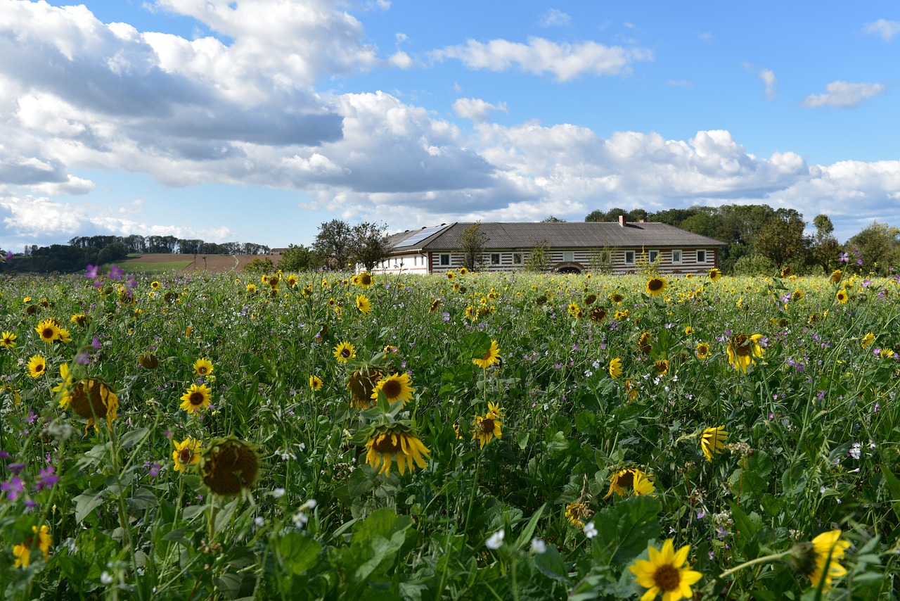 nature  landscape  field free photo