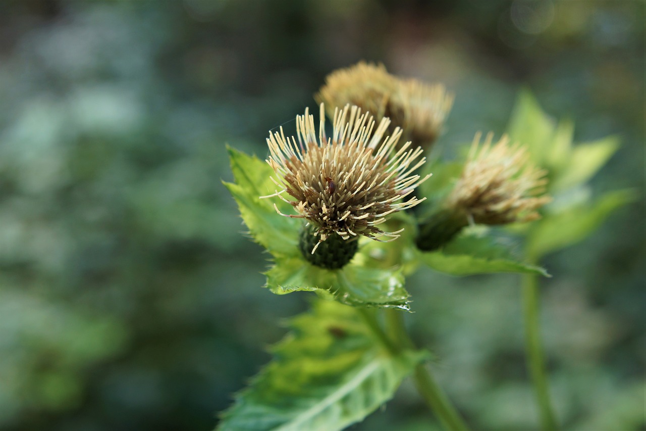 nature  plant  thistle free photo