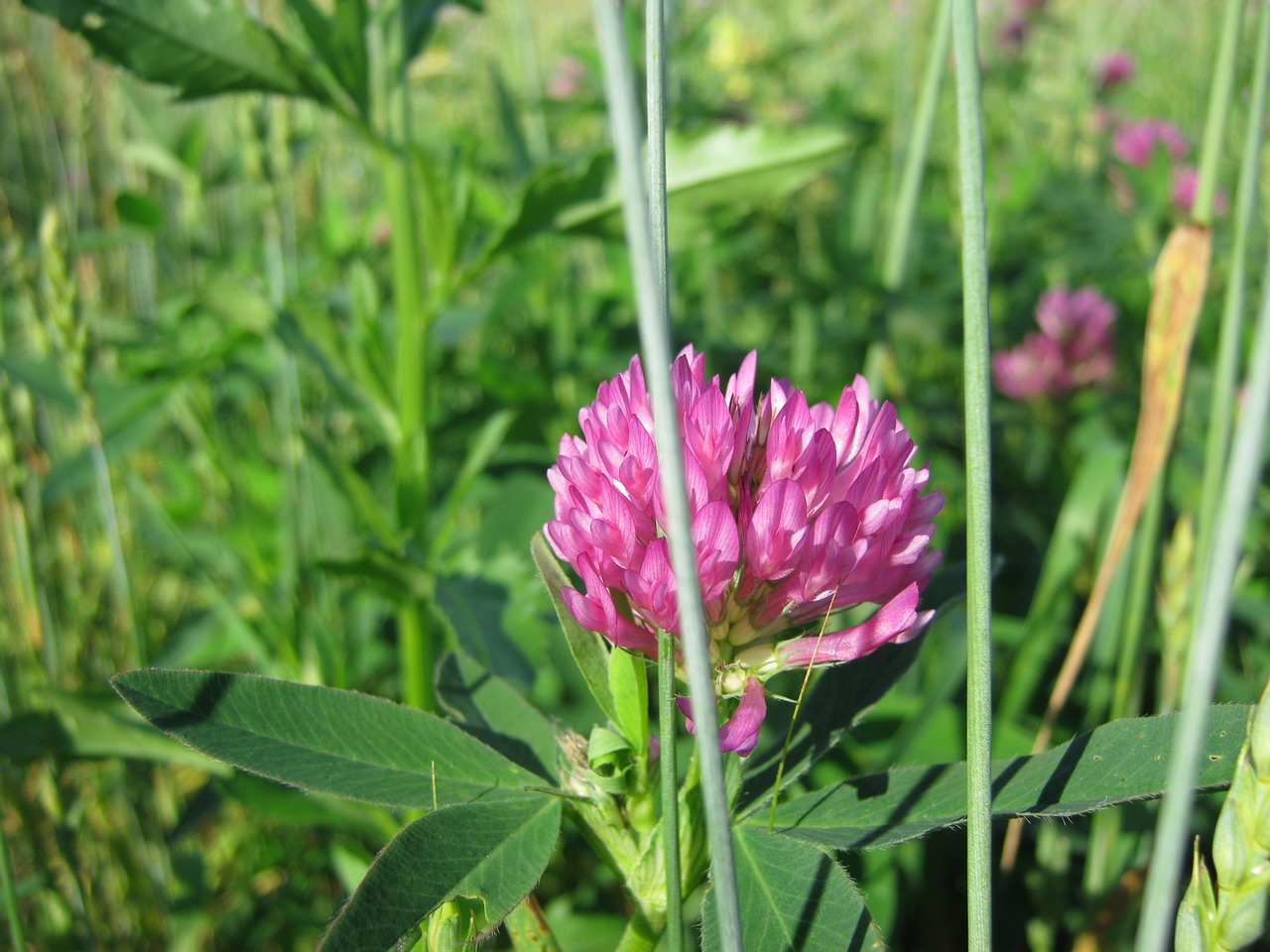 nature  summer  clover free photo