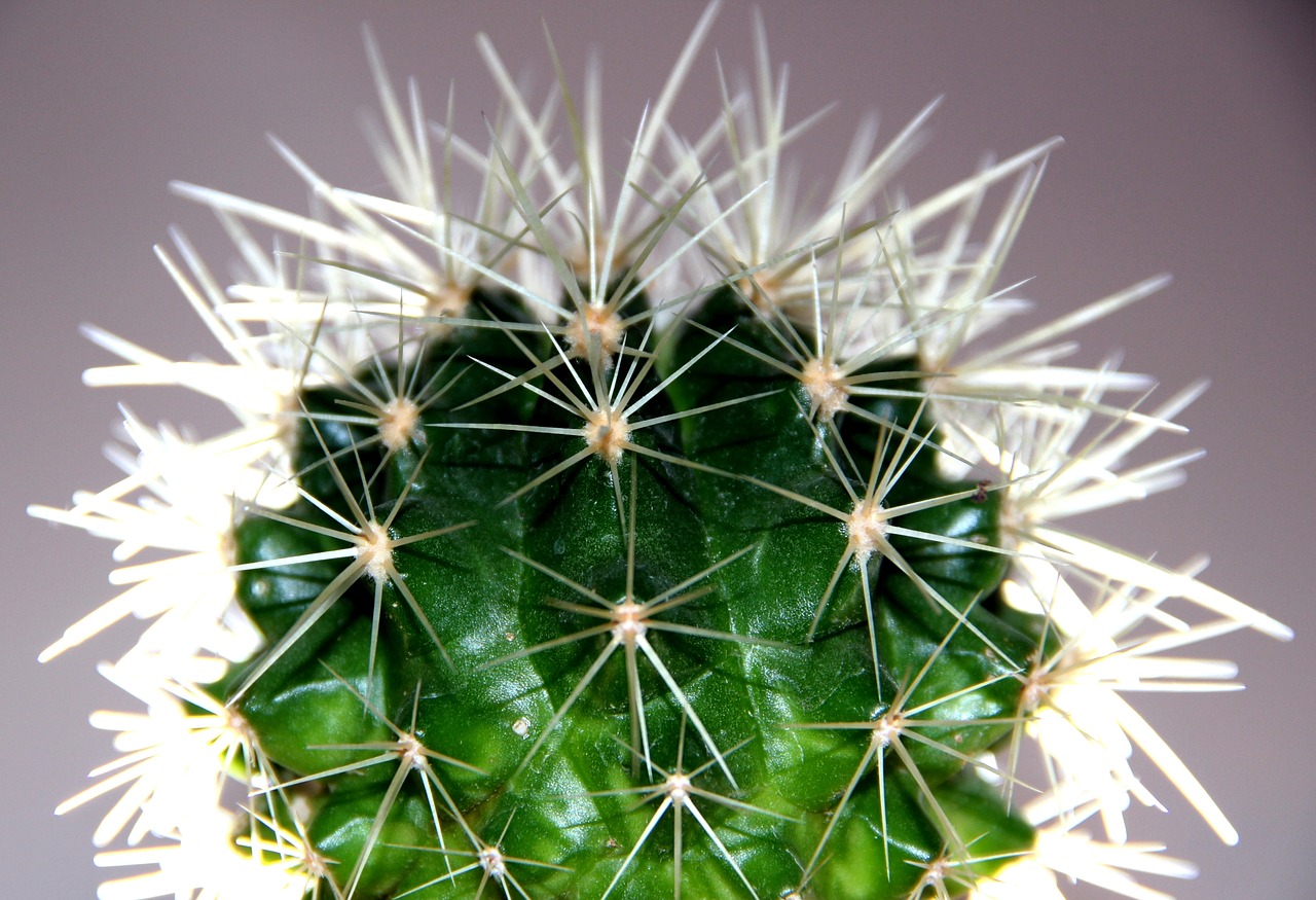 nature  plant  cactus free photo