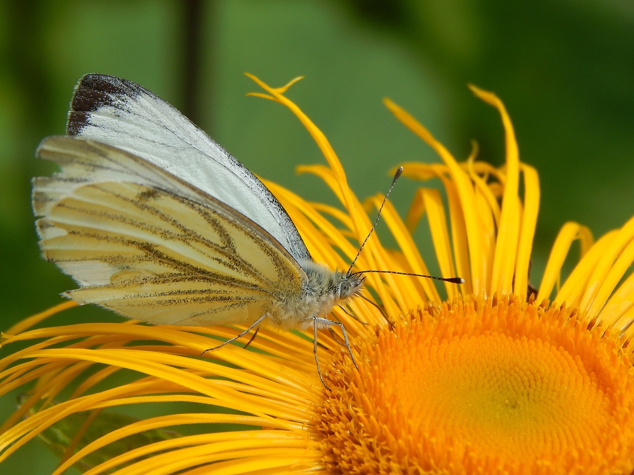 nature  butterfly  insect free photo