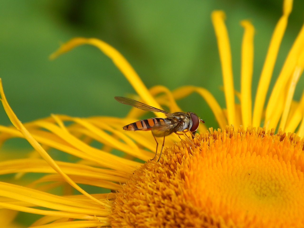 nature  flower  macro free photo