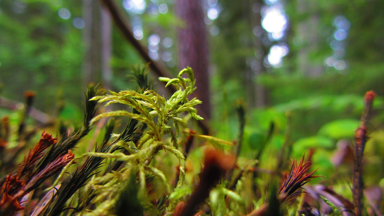 nature  macro  moss free photo