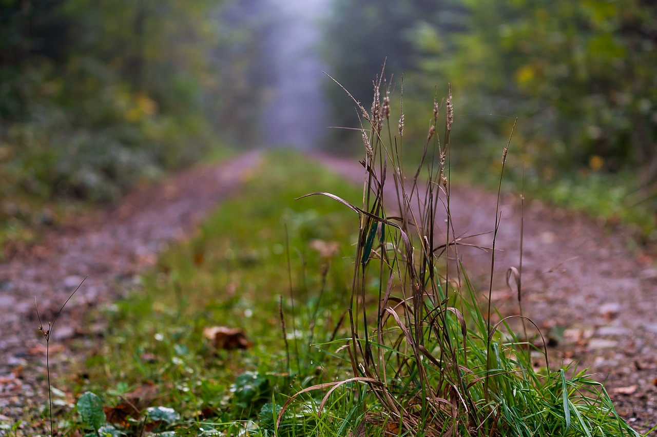 nature  landscape  away free photo