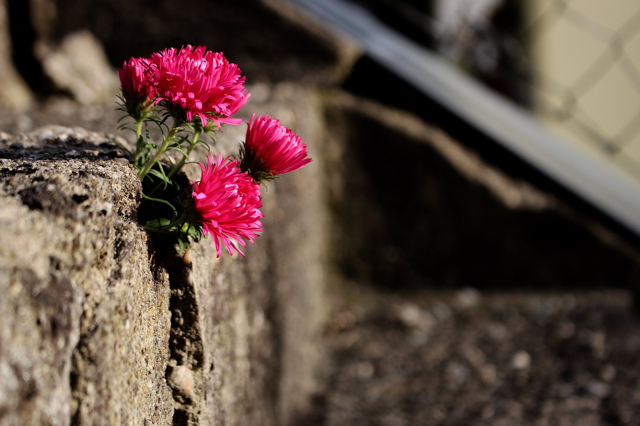 nature  flower  blossom free photo