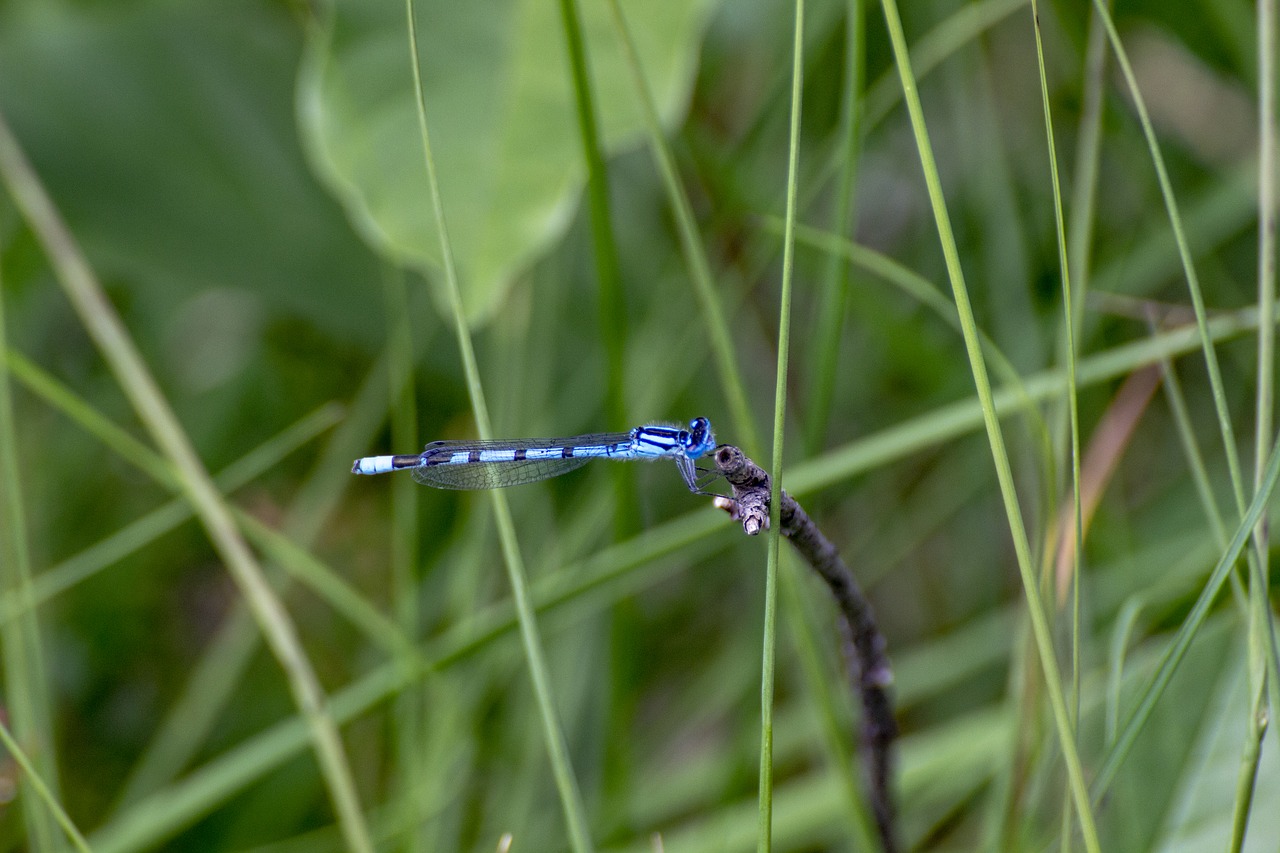 nature  insect  dragonfly free photo