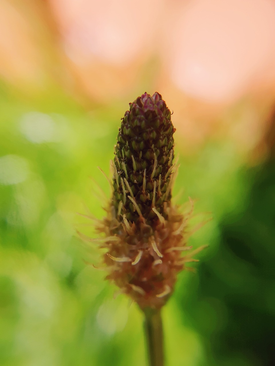 nature  plantain  plant free photo