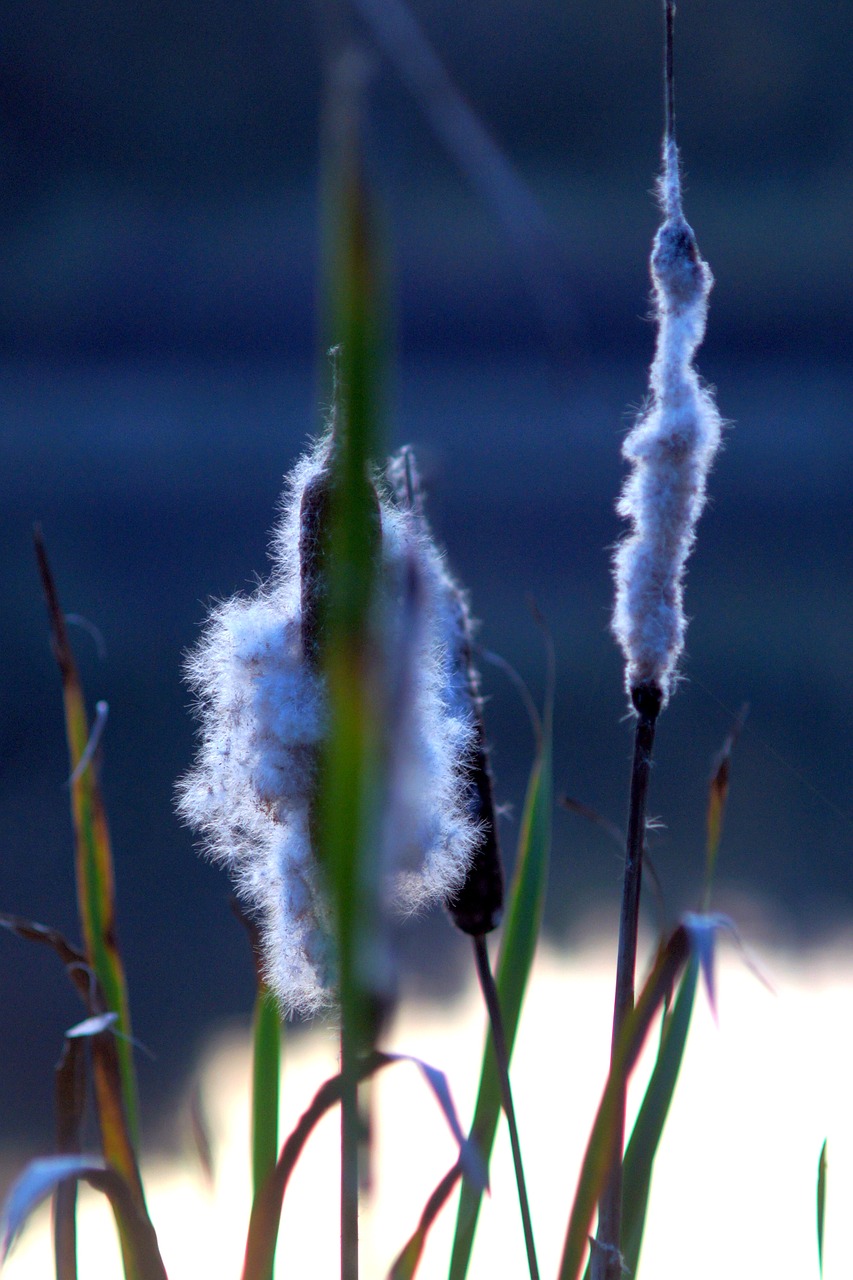 nature  flowers  macro free photo