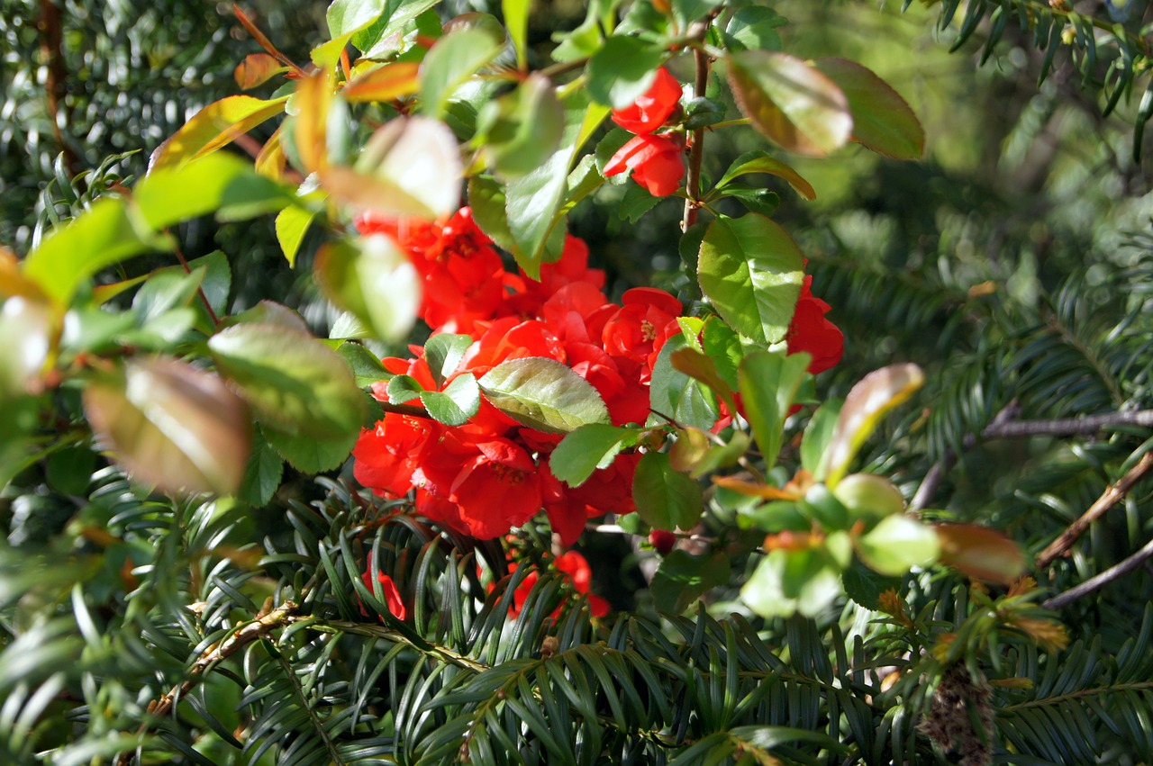 nature  flowers  macro free photo