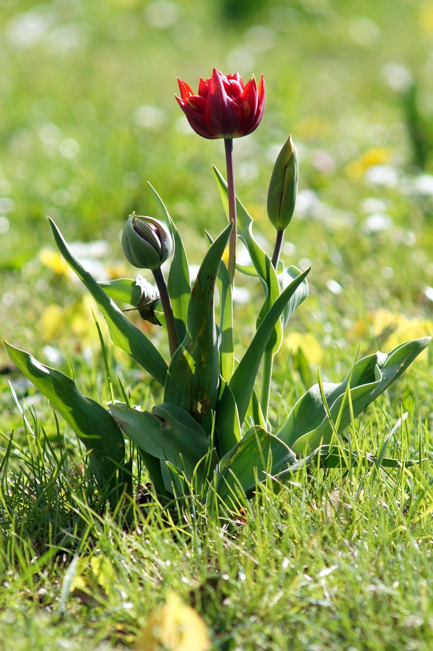 nature  flowers  macro free photo