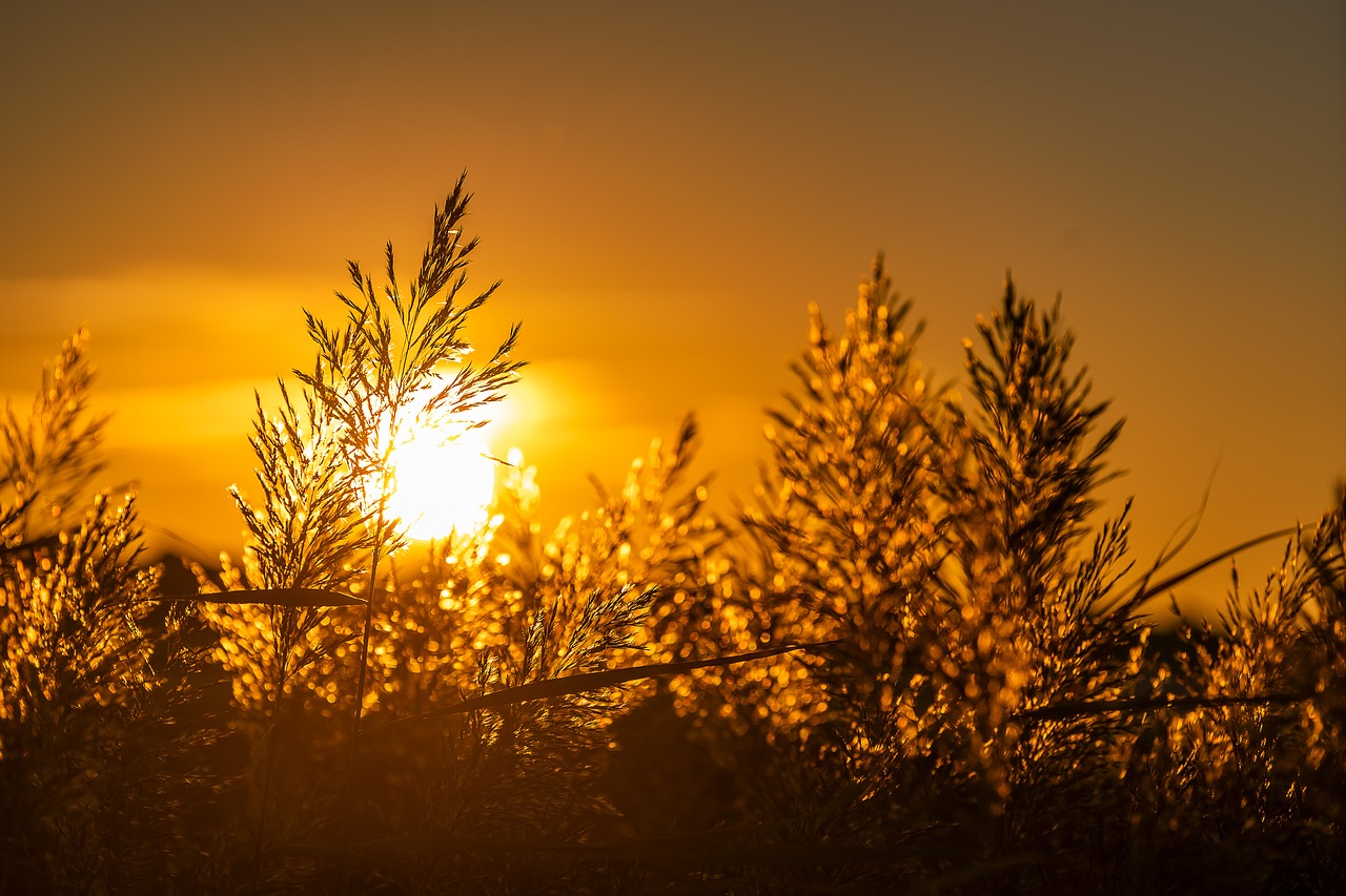 nature  sunset  landscape free photo