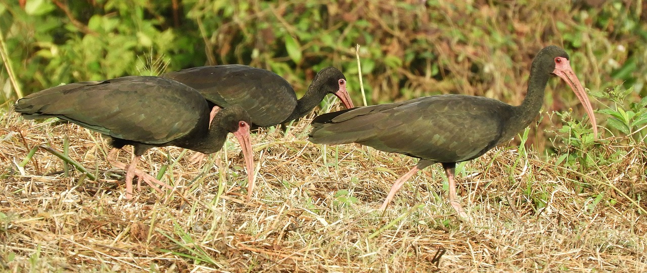 nature  birds  ibis free photo