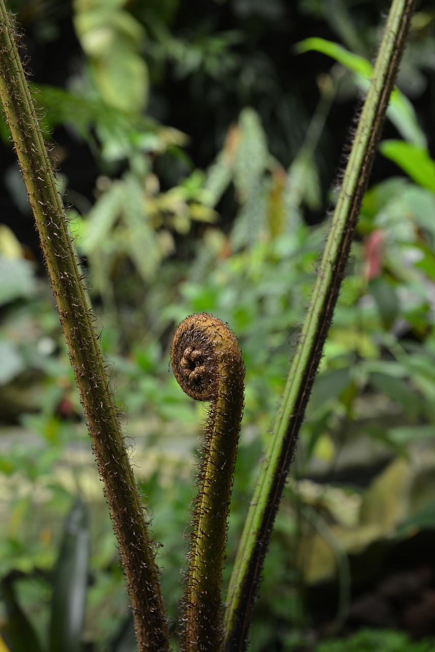 nature  green  plant free photo