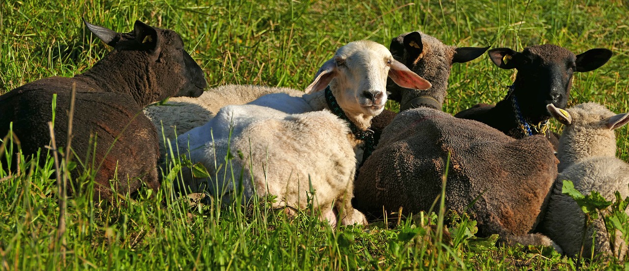 nature  pasture  sheep free photo