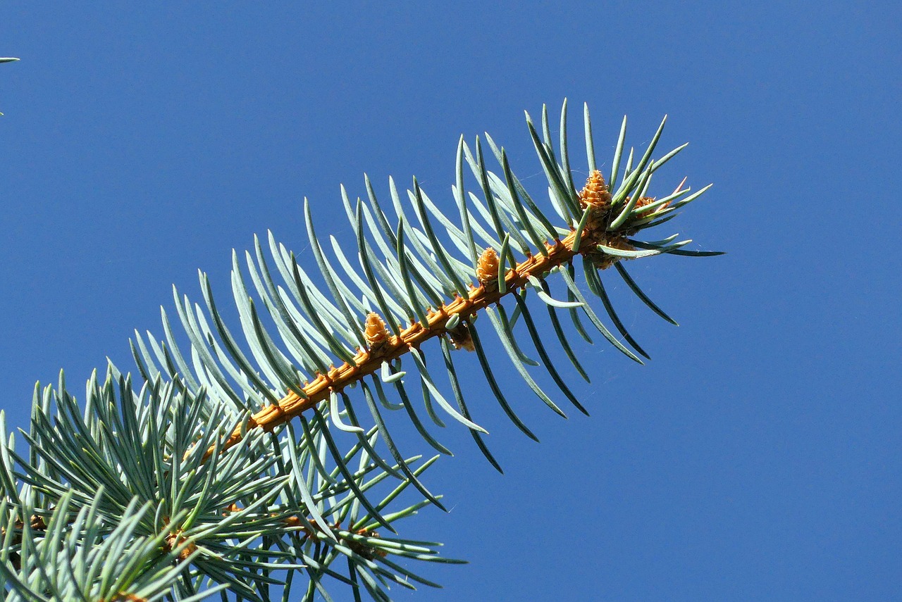 nature  autumn  closeup free photo