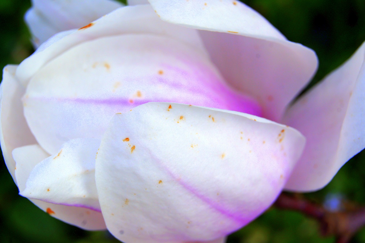 nature  flowers  macro free photo