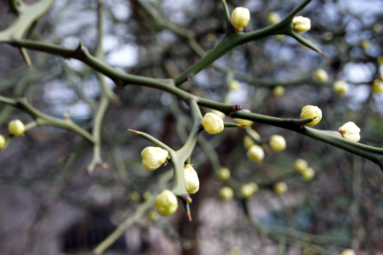 nature  flowers  macro free photo