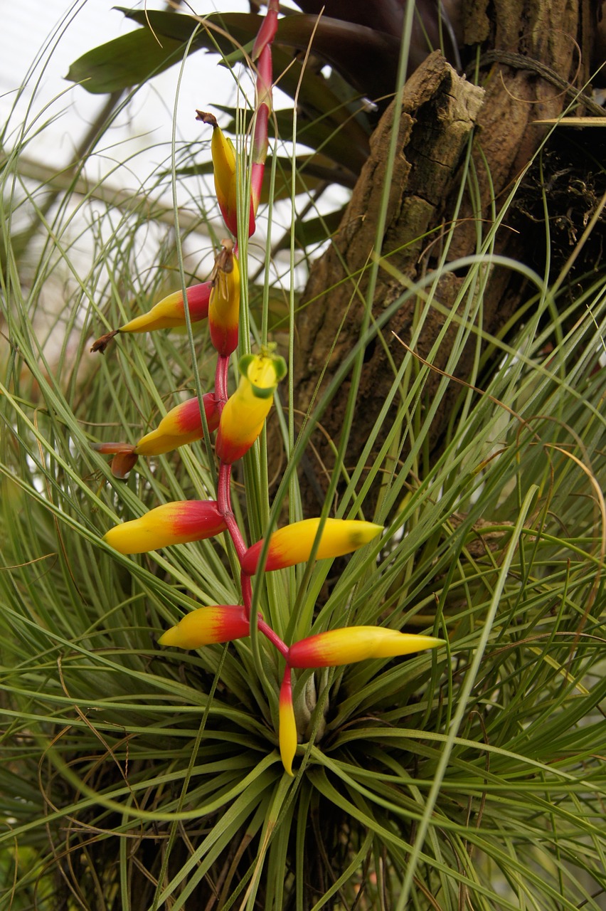 nature  flowers  macro free photo