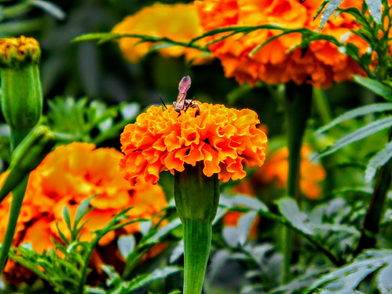 nature  flowers  flora free photo