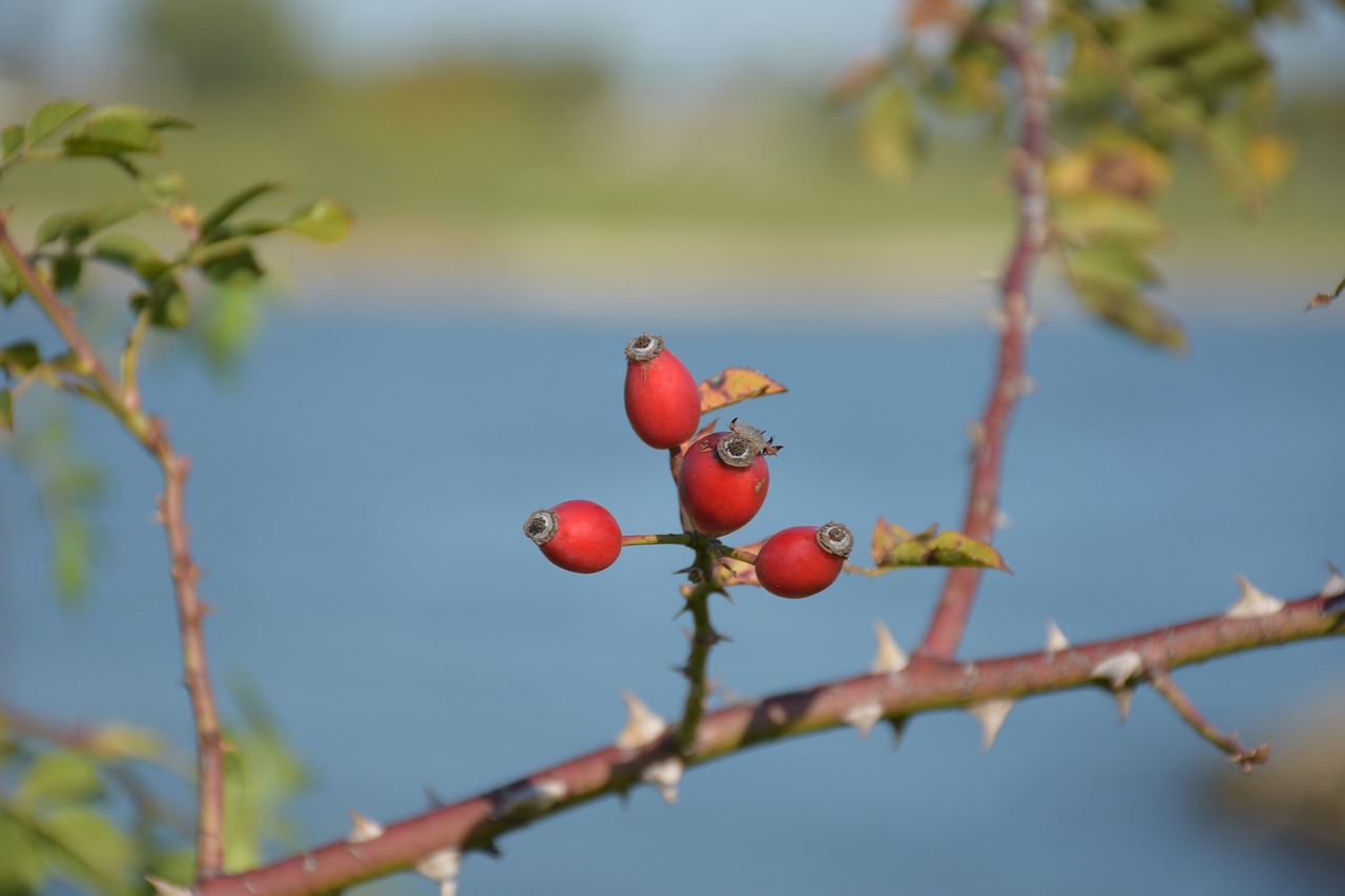 nature  river  landscape free photo