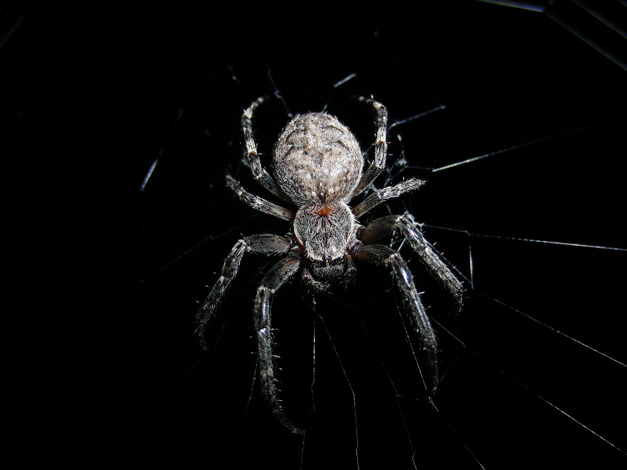 nature spider cobweb free photo