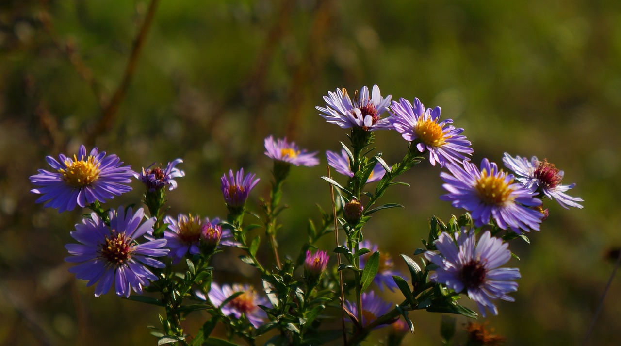 nature  plants  autumn free photo